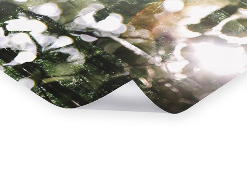 Leuchtendes Laub im Wald