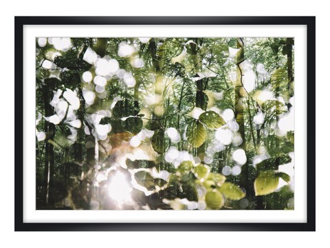 Leuchtendes Laub im Wald