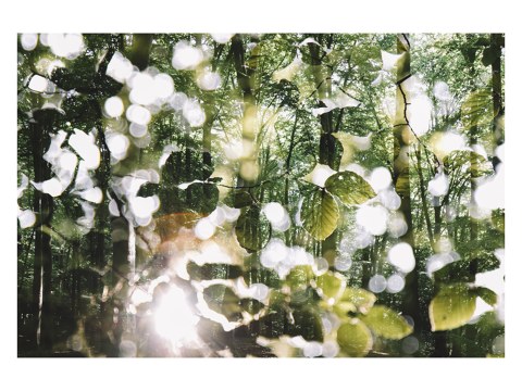 Leuchtendes Laub im Wald