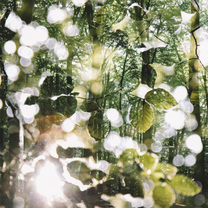 Leuchtendes Laub im Wald