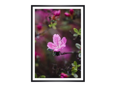 Rosa Bluete der Azalea