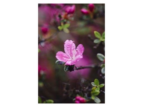 Rosa Bluete der Azalea