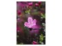 Rosa Bluete der Azalea
