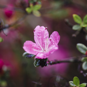 Rosa Bluete der Azalea