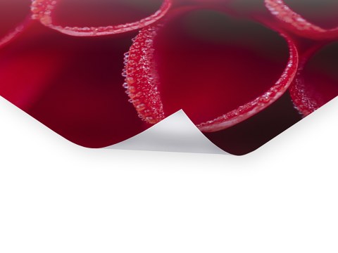 Rote Dahlienbluete mit Wasserperlen