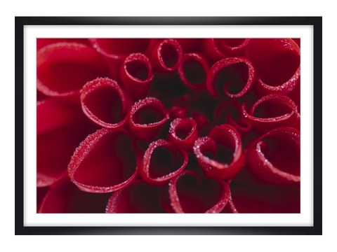 Rote Dahlienbluete mit Wasserperlen