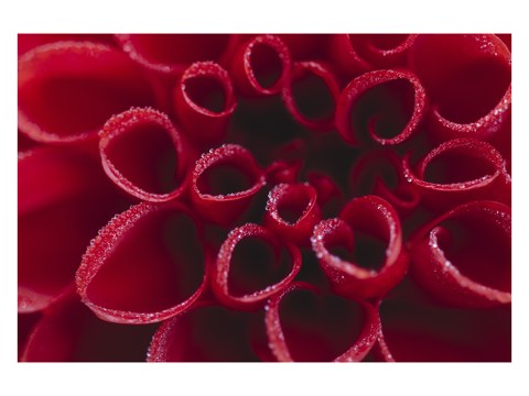 Rote Dahlienbluete mit Wasserperlen