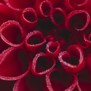 Rote Dahlienbluete mit Wasserperlen