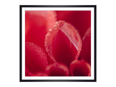 Rotes Dahlinebluetenblatt mit Morgentau