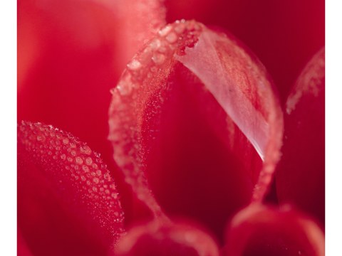 Rotes Dahlinebluetenblatt mit Morgentau