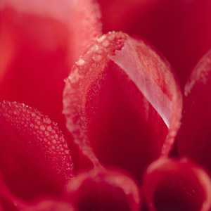 Rotes Dahlinebluetenblatt mit Morgentau