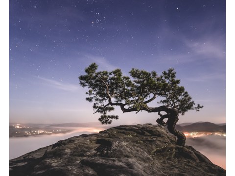 Old Pine, Sächsische Schweiz