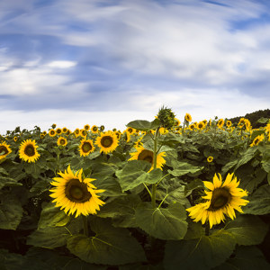 Sonnenblumenfeld Glück