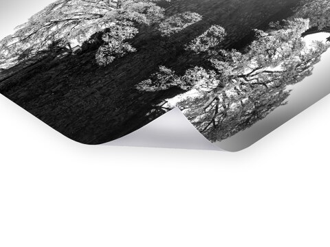 Sakura Koriyama Japan