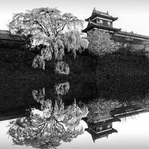 Sakura Koriyama Japan