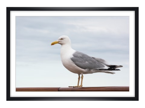 Seagull2