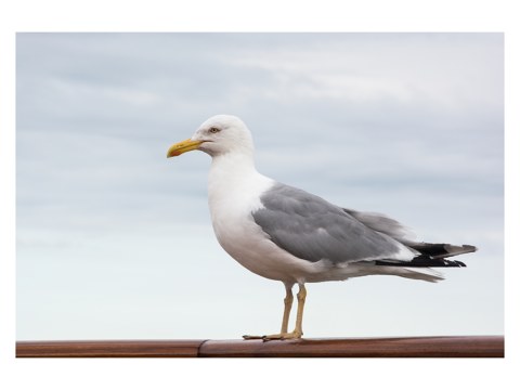 Seagull2