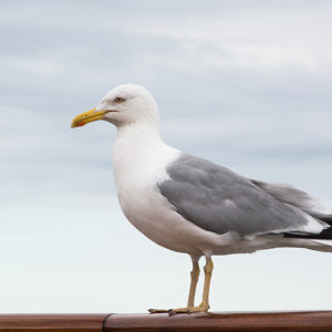 Seagull2