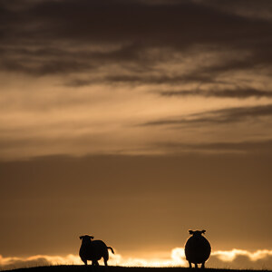 Sheep backlit