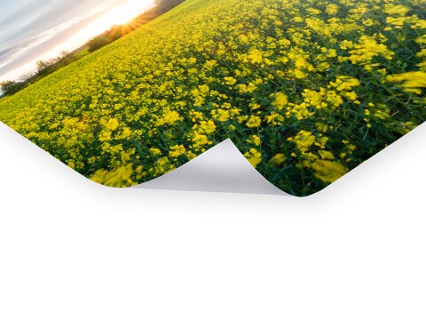 Sommerwind im Rapsfeld