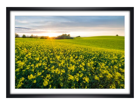 Sommerwind im Rapsfeld