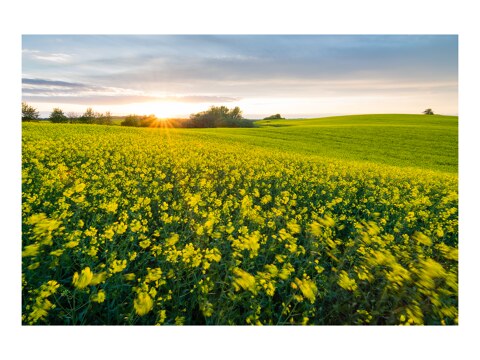 Sommerwind im Rapsfeld
