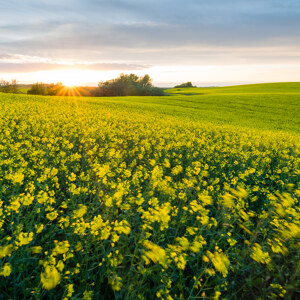 Sommerwind im Rapsfeld