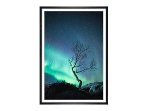 The Aurora Tree