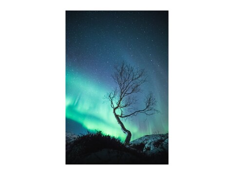 The Aurora Tree