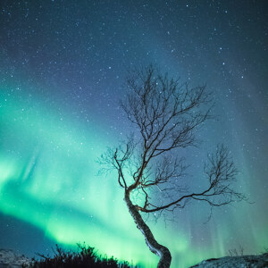 The Aurora Tree