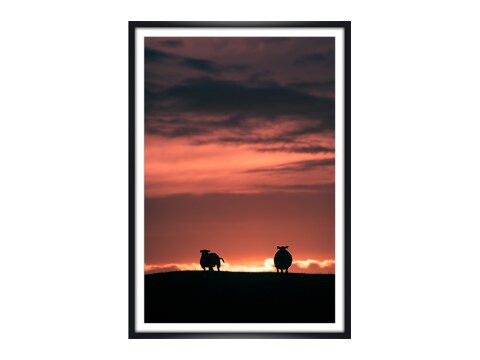The sunset sheep