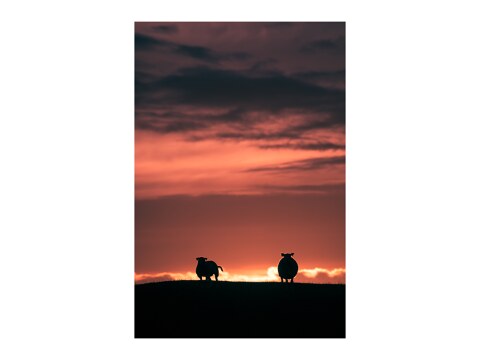 The sunset sheep