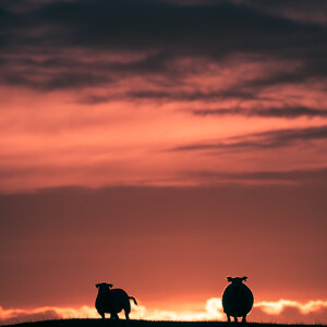 The sunset sheep