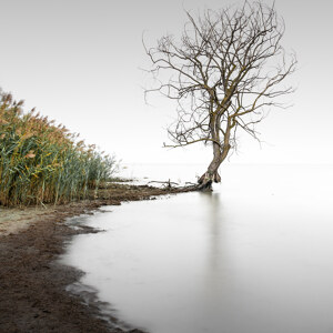 Trasimeno Tree II Umbrien Italien