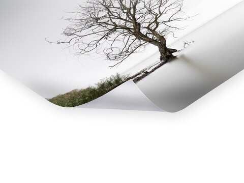 Trasimeno Tree Umbrien