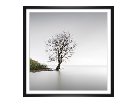 Trasimeno Tree Umbrien