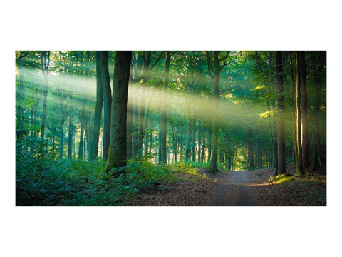 Waldweg im Licht