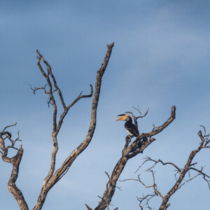 Abstract Hornbill