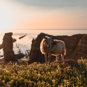 Helgoland Sheep