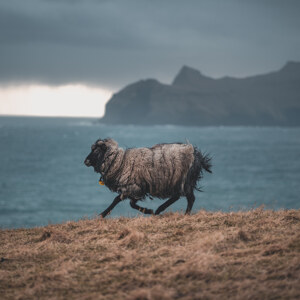 Faroese Sheep