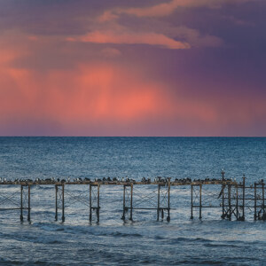 Early Bird Catches The View