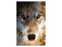 abstract wolf