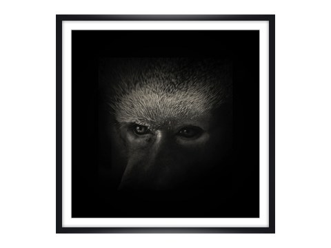 Affe Portrait