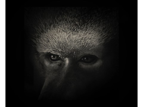Affe Portrait