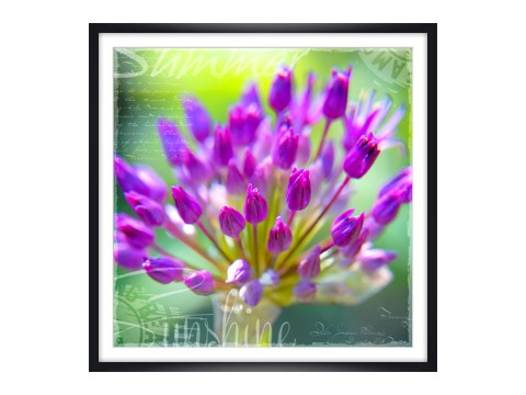 Allium violet