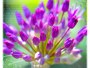 Allium violet