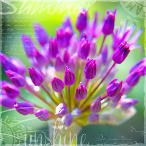 lila Allium