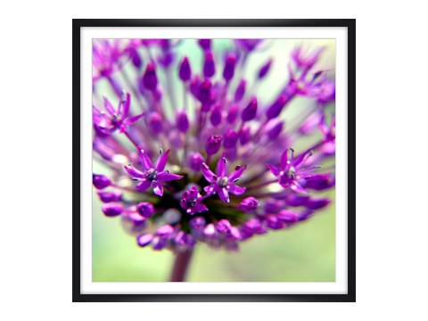 Allium Blüte