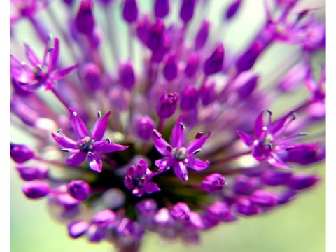 Allium Blüte