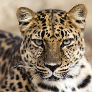 Amur Leopard